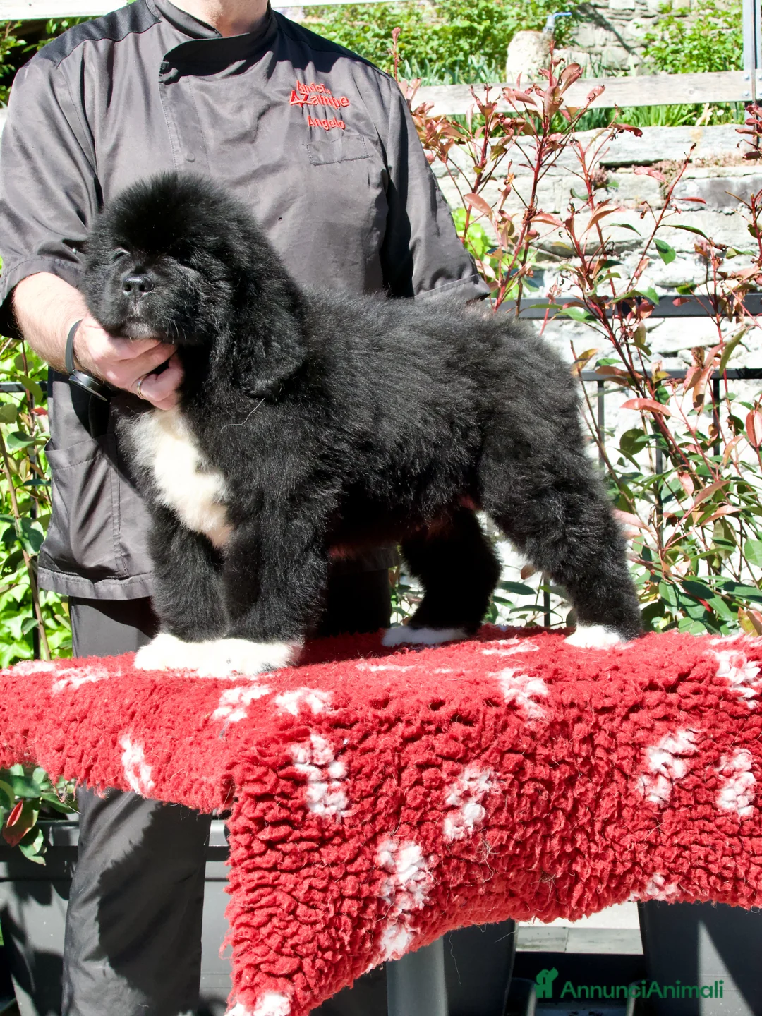 Terranova cani in vendita: CUCCIOLI TERRANOVA NERI a Valle d'Aosta - Annuncio 13