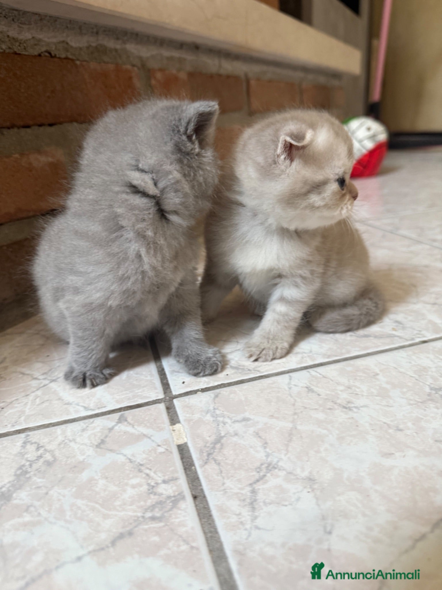 Scottish gatti Gattini Scottish Fold/Straight - Annuncio 3