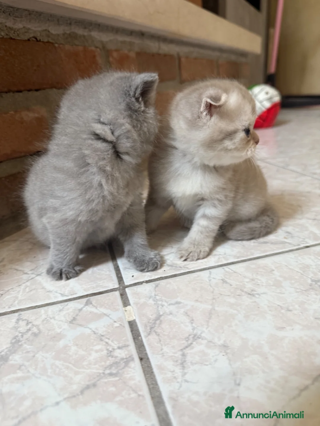 Scottish gatti in vendita: Gattini Scottish Fold/Straight - Annuncio 1