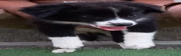 Border Collie cani in vendita: 3 cucciole Border Collie - Annuncio 6
