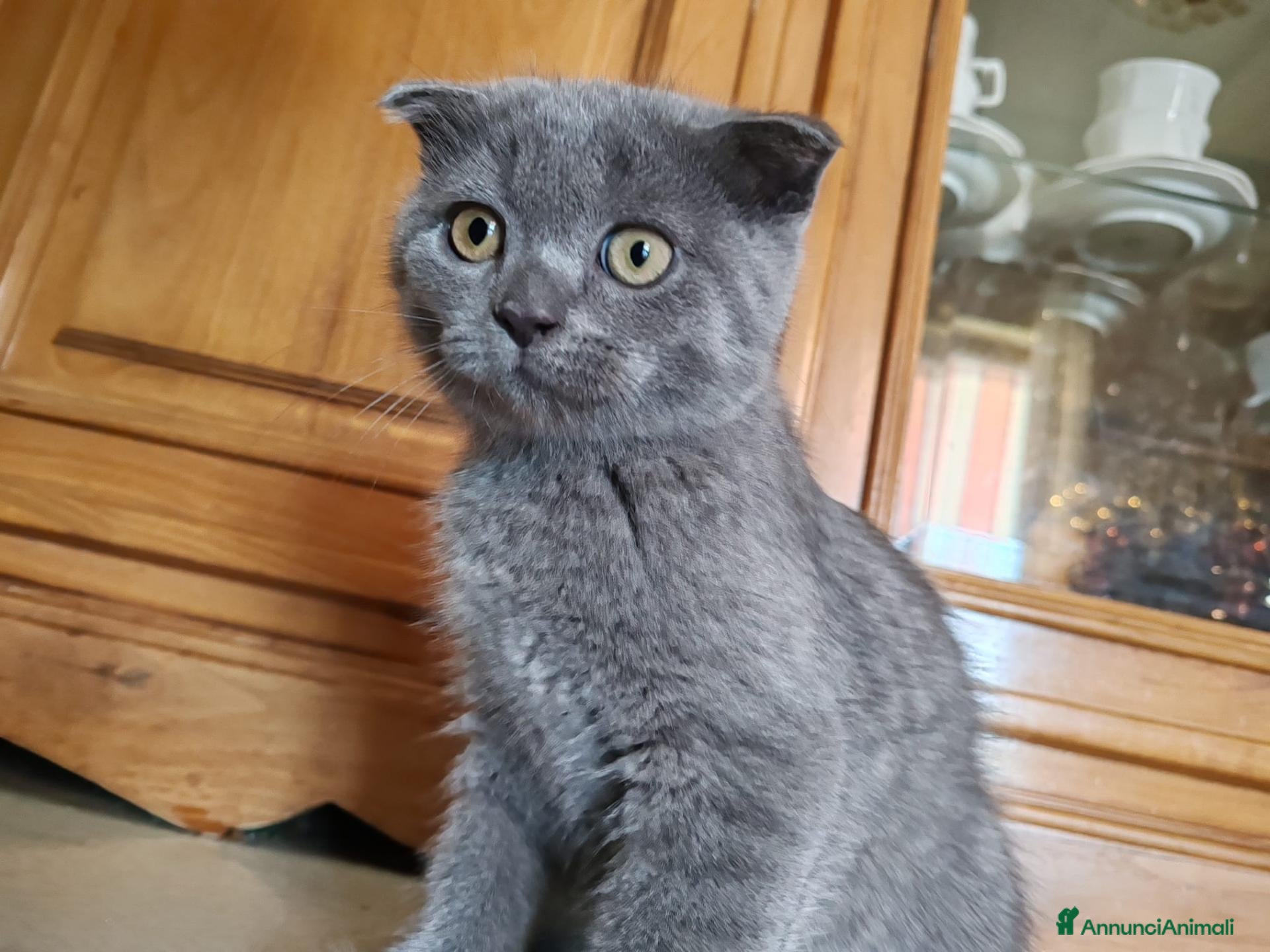 Scottish gatti Cucciolo Gatto Scottish Fold Giocoso - Annuncio 6