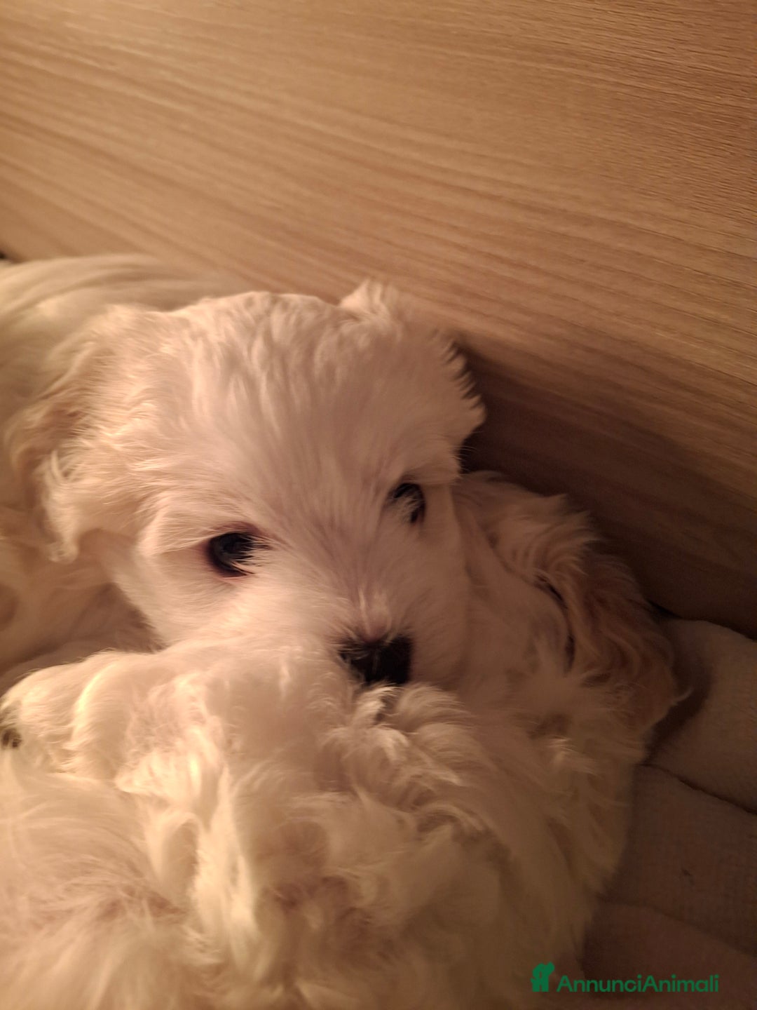 Meticcio cani in vendita: Maltipoo - Annuncio 2