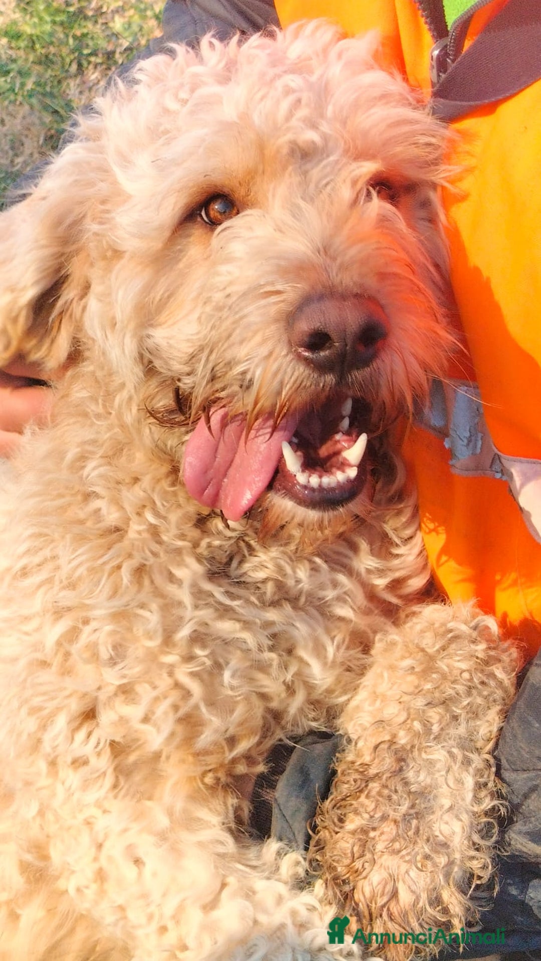 Lagotto cani in regalo: FIOCCHINO - Annuncio 3