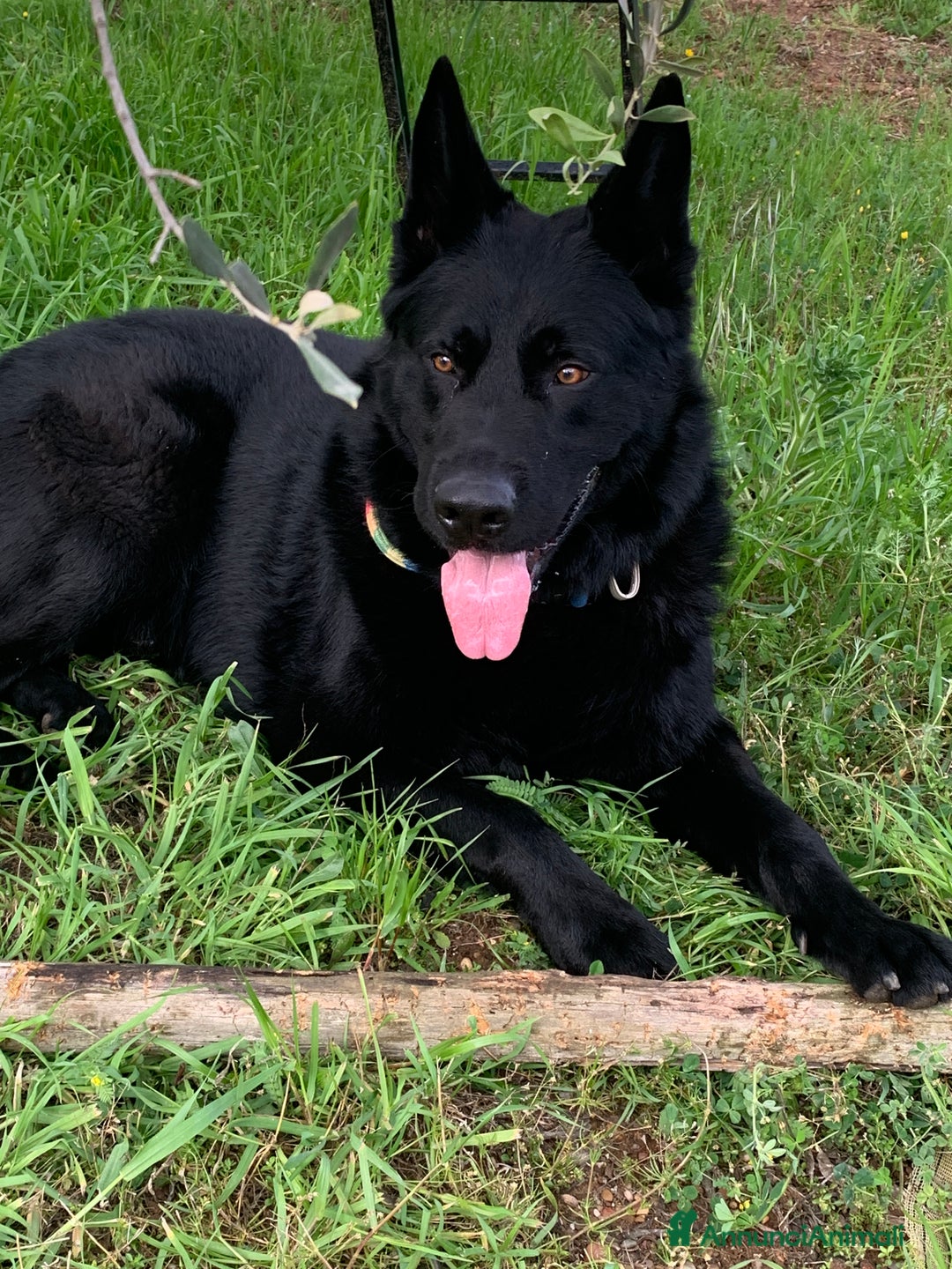 Pastore Tedesco cani per accoppiamento: Cerco pastore tedesco femmina X accoppiamento  a Provincia di Matera - Immagine 10