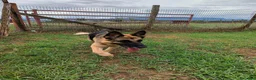 Pastore Tedesco cani in regalo: Sara Jane - Annuncio 10