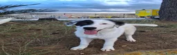 Meticcio cani in regalo: BRIE 🩷 MA DAVVERO NESSUNO MI VUOLE? 🥺 a Provincia di Modena - Annuncio 7