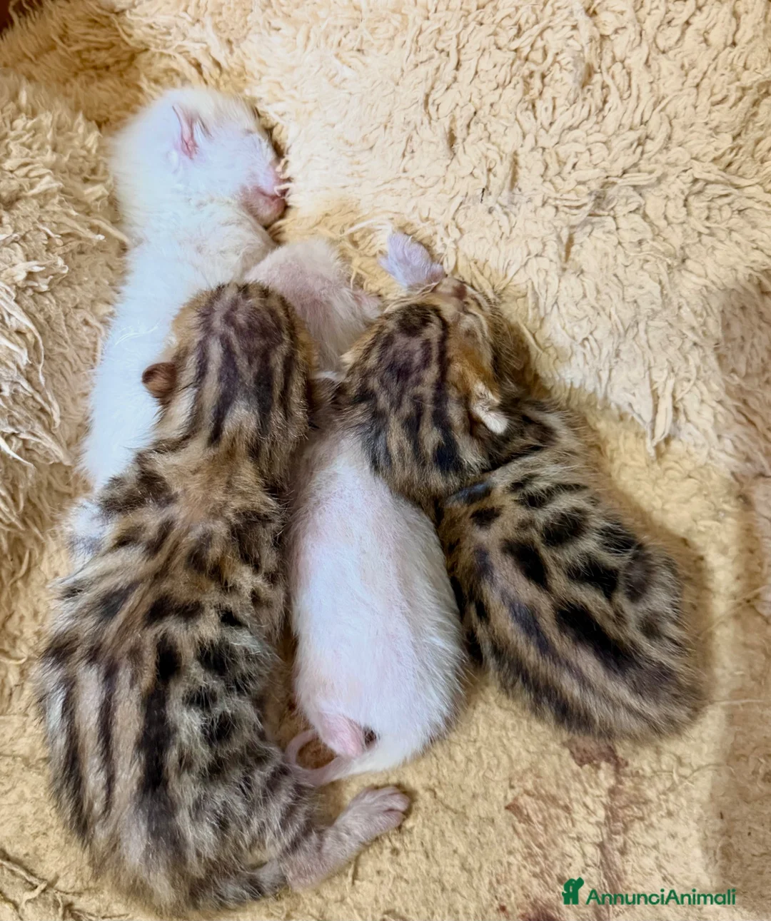 Bengala gatti in vendita: gatto bengala  - Annuncio 1