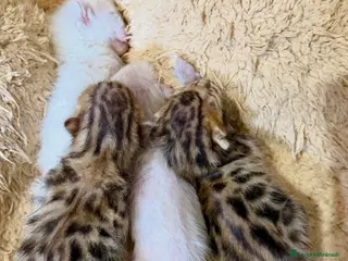 Bengala gatti gatto bengala - Annuncio 13