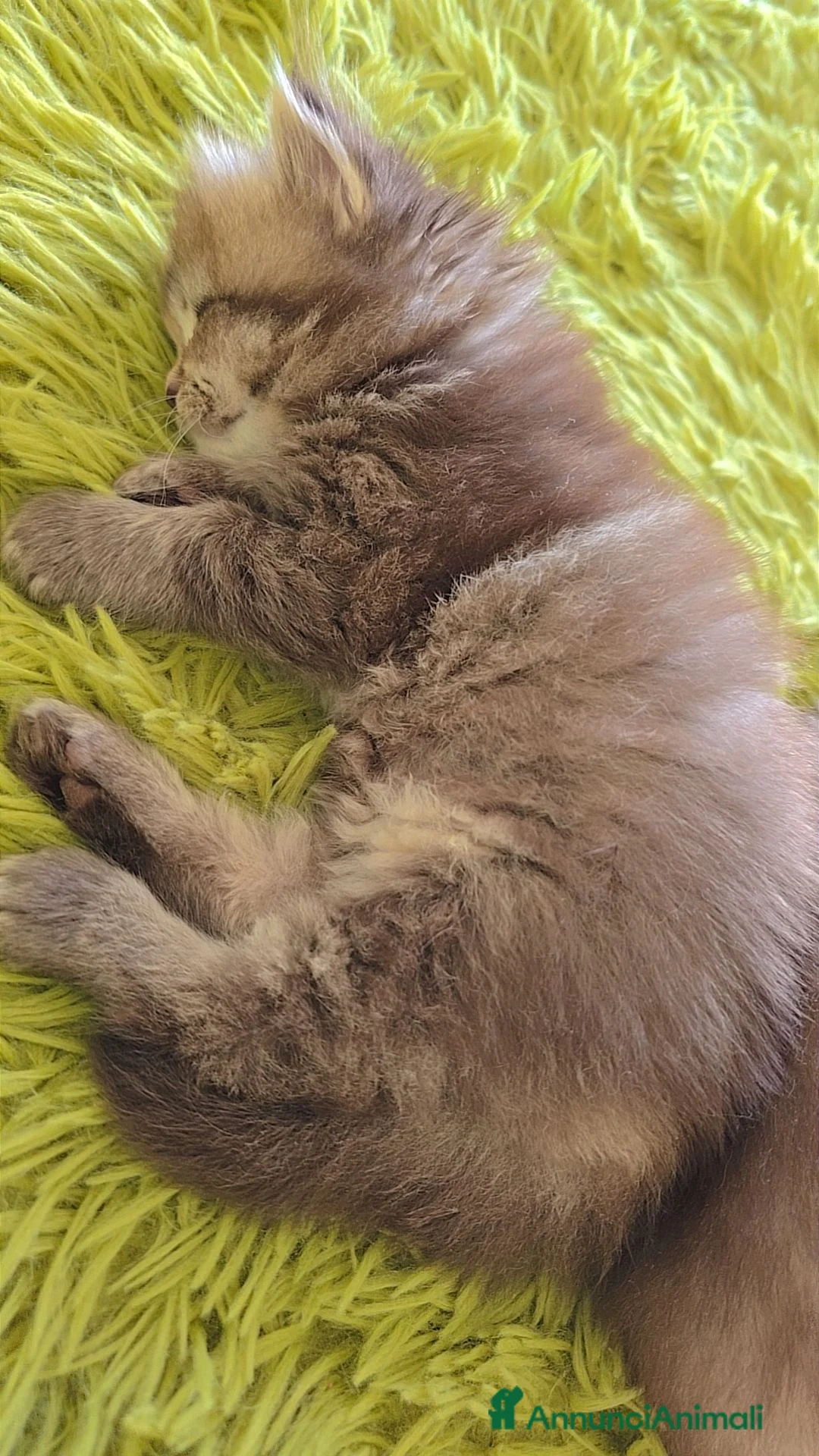 Scottish gatti in vendita: Scottish  - Annuncio 9