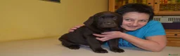 Labrador cani in vendita: Cuccioli di razza Labrador a Modena. - Annuncio 8