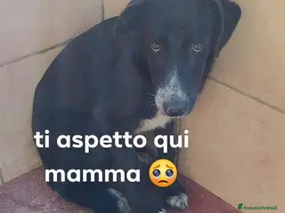 Meticcio cani THOR triste ed impaurito - Annuncio 35