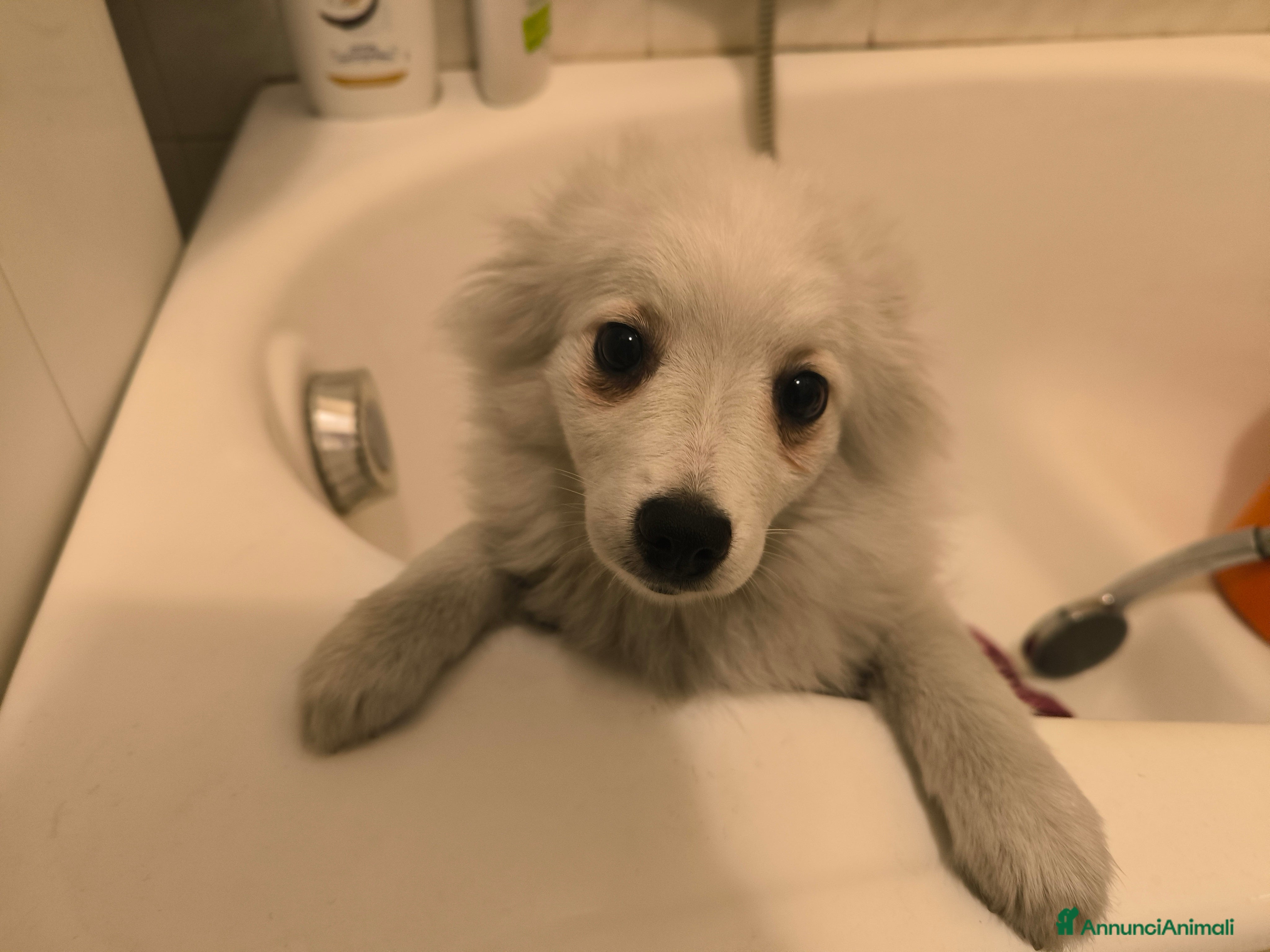 Volpino Italiano cani Volpino italiano  - Annuncio 1