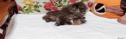 Persiano gatti in vendita: Cuccioli di Persiano - Annuncio 2