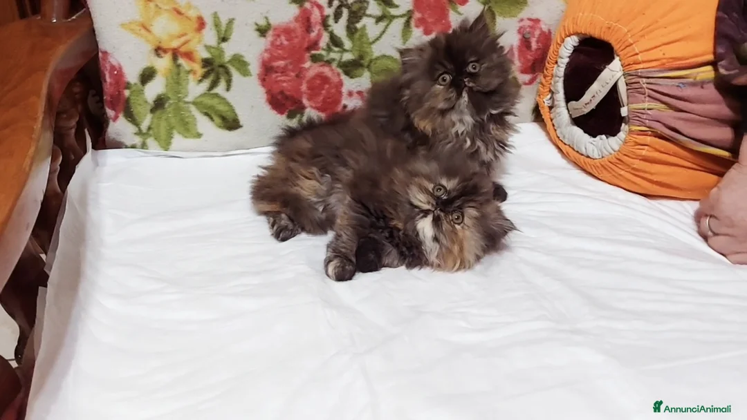 Persiano gatti in vendita: Cuccioli di Persiano - Annuncio 2
