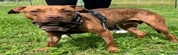 Meticcio cani in regalo: ALMA MAMMINA PIT - Annuncio 1