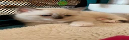 Ragdoll gatti in vendita: Ragdoll con pedigree  - Annuncio 7
