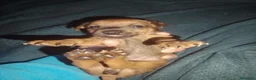 Pinscher Miniatura cani in vendita: Pincher mini - Annuncio 2