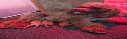 Barboncino Toy cani in vendita: Allevamento Riconosciuto Enci  - Annuncio 14