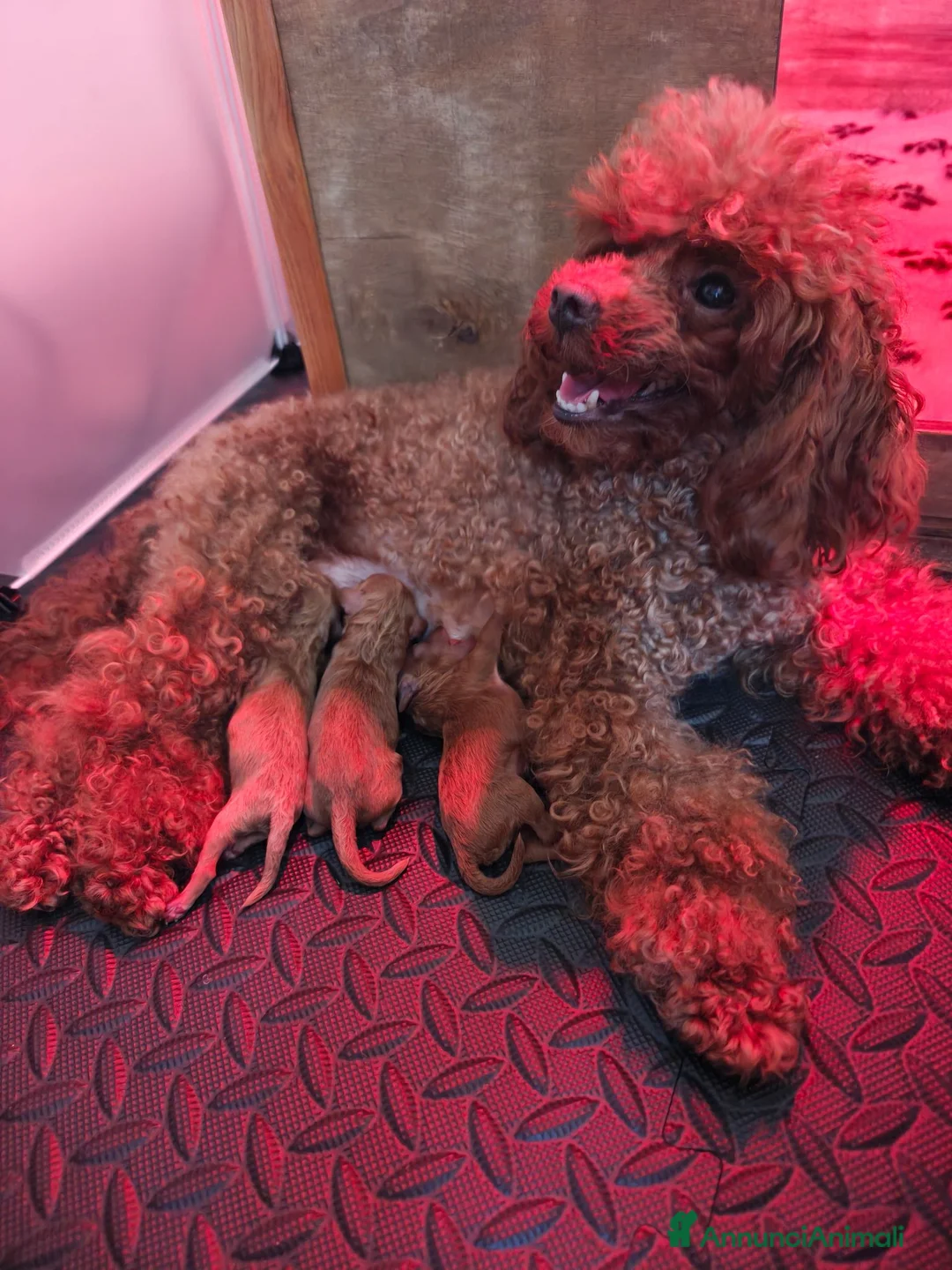 Barboncino Toy cani in vendita: Allevamento Riconosciuto Enci  - Annuncio 14