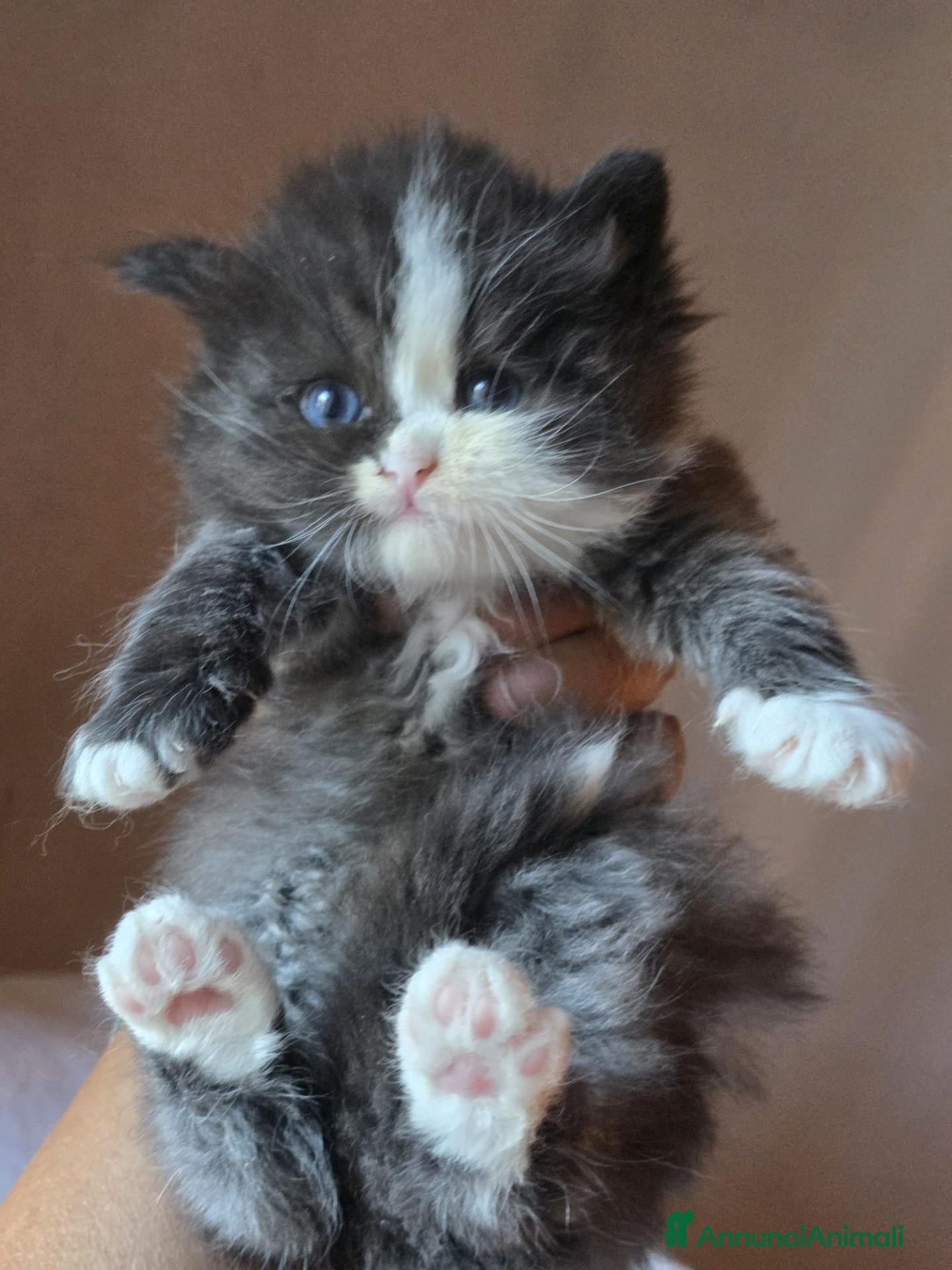 Siberiano gatti Cuccioli di gatto siberiano - Annuncio 2