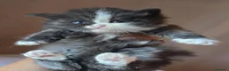 Siberiano gatti in vendita: Cuccioli di gatto siberiano - Annuncio 2