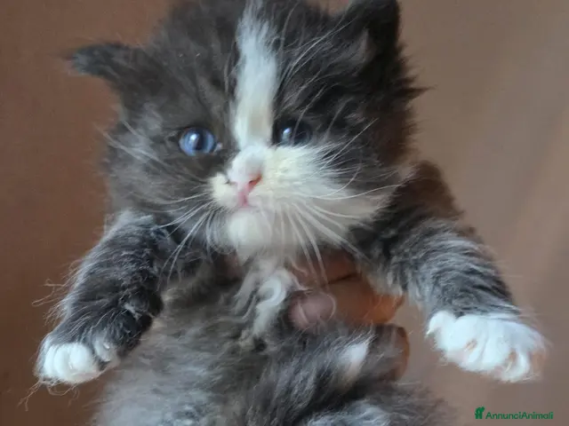 Siberiano gatti in vendita: Cuccioli di gatto siberiano - Annuncio 2