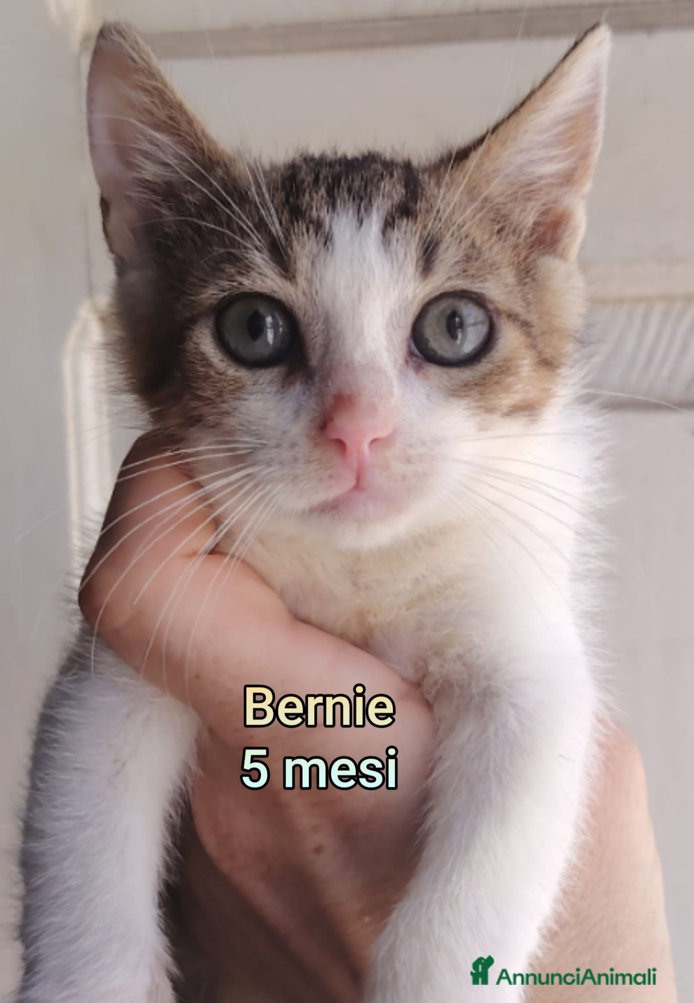 Altre razze gatti GATTINI ESCLUSI DA TUTTI  - Annuncio 2