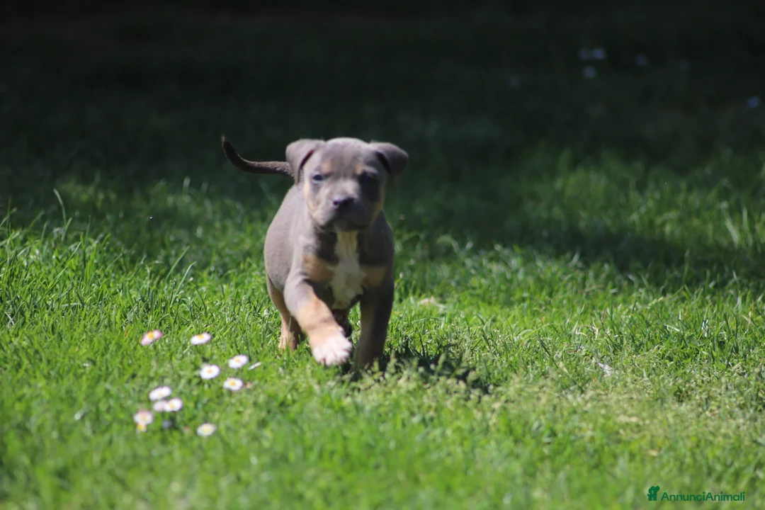 Pitbull cani in vendita: Pit Bull con pedigree anche a rate  - Annuncio 2