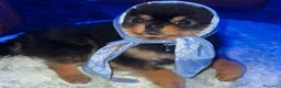 Volpino Pomerania cani per accoppiamento: Spitz pomerania black&tan  a Provincia di Mantova - Annuncio 5