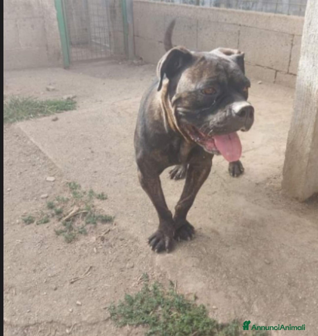 Meticcio cani in regalo: Mix Pit/Corso tigrata,femmina,aspetta da 2anni.SUD a Città metropolitana di Milano - Annuncio 4