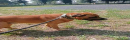 Meticcio cani per accoppiamento: Maschio per accoppiamento  - Annuncio 4
