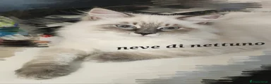 Siberiano 1