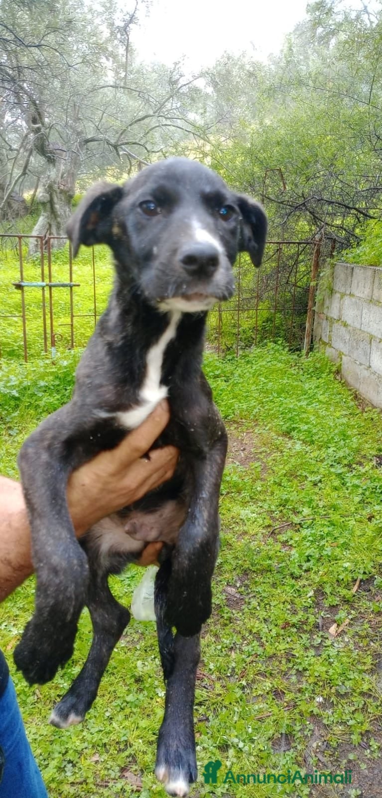 Meticcio cani ADOZ.DEL CUOR:cucciolo,senza le sorelline,dove va? - Annuncio 19