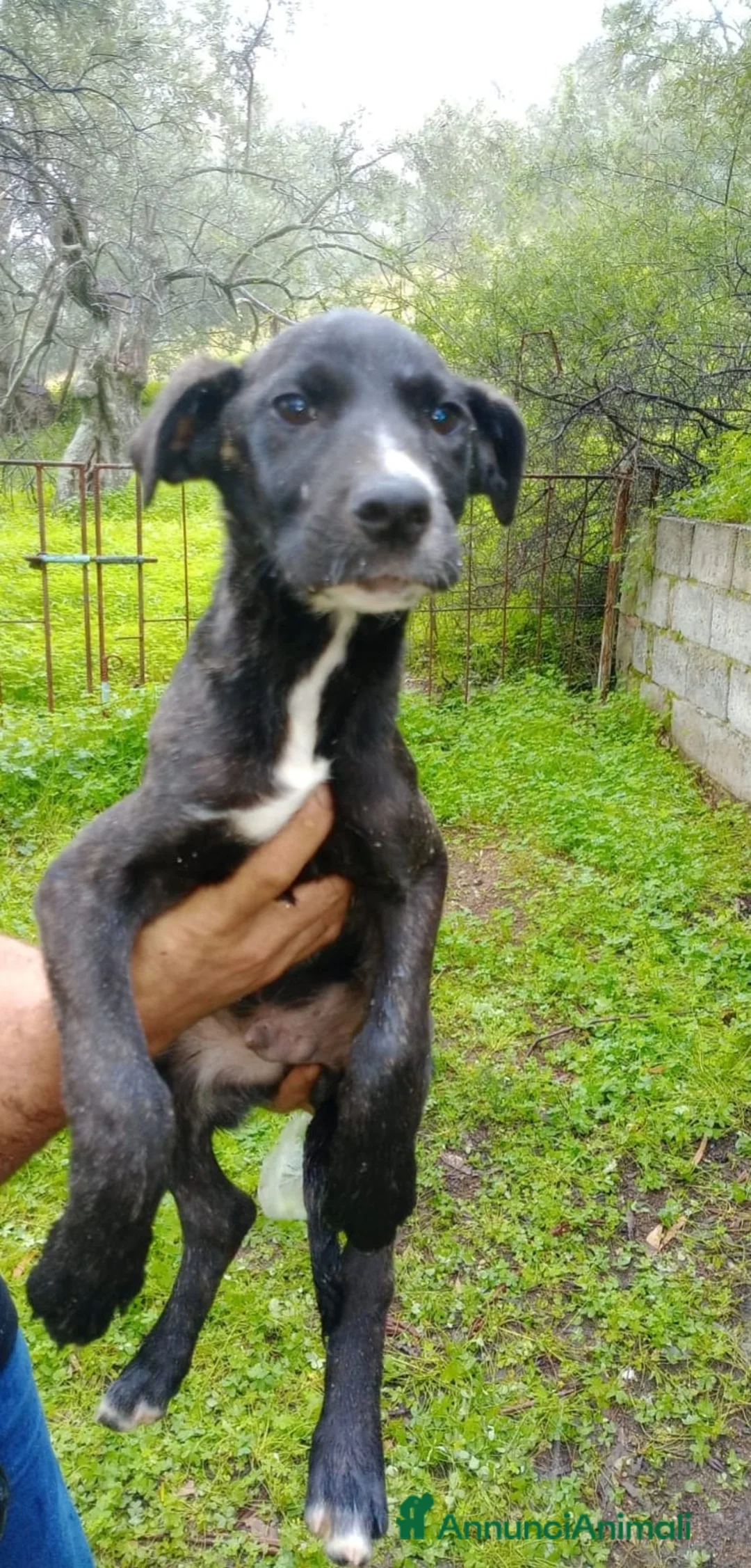 Meticcio cani in regalo: ADOZ.DEL CUOR:cucciolo,senza le sorelline,dove va? - Annuncio 1