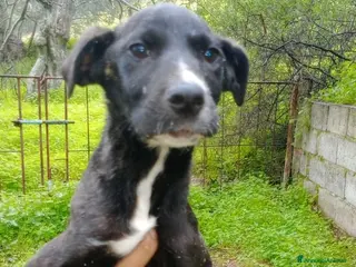 Meticcio cani ADOZ.DEL CUOR:cucciolo,senza le sorelline,dove va? - Annuncio 19