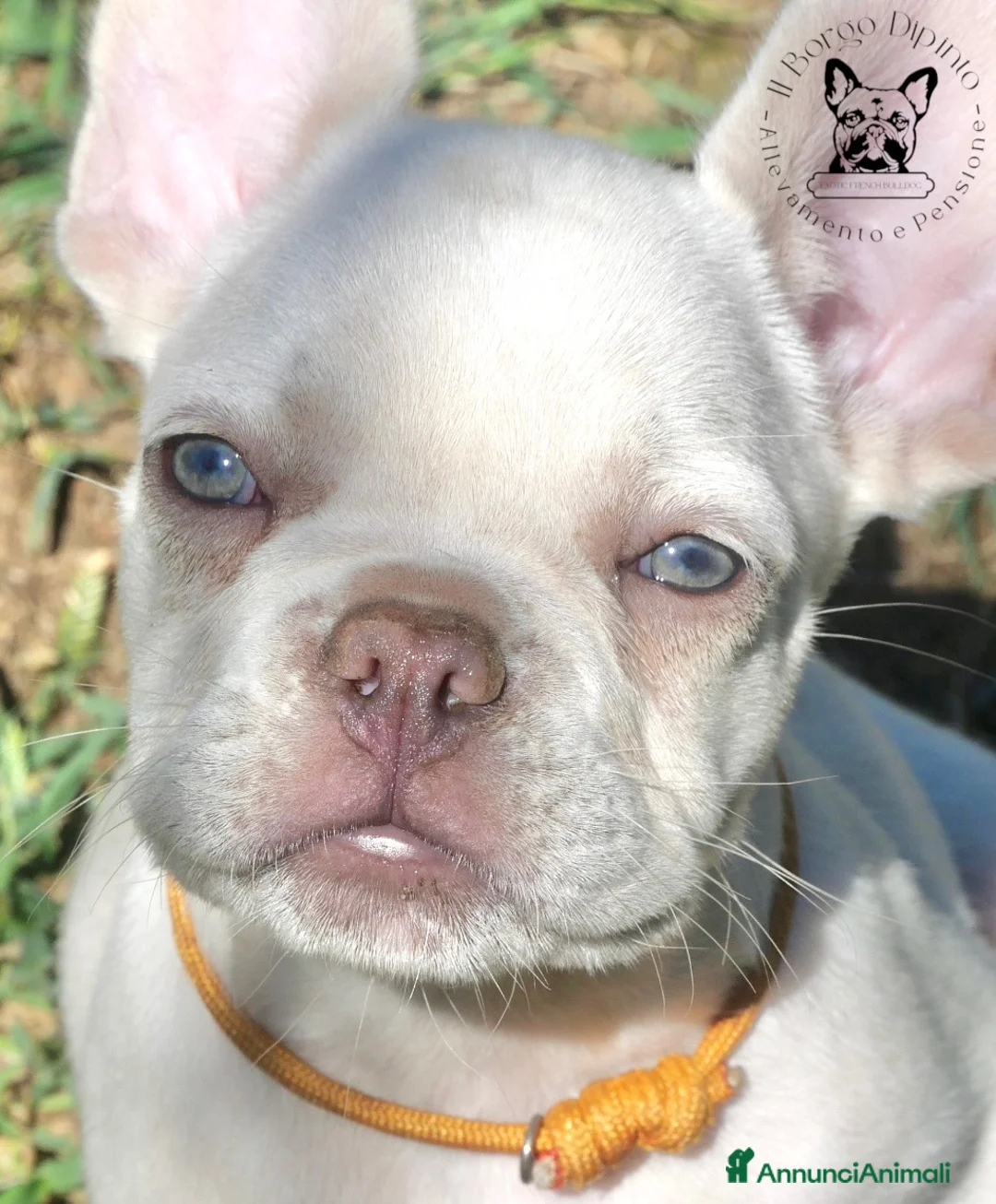 Bulldog Francese cani in vendita: Ultima cucciola bulldog francese  a Città Metropolitana di Torino - Annuncio 1