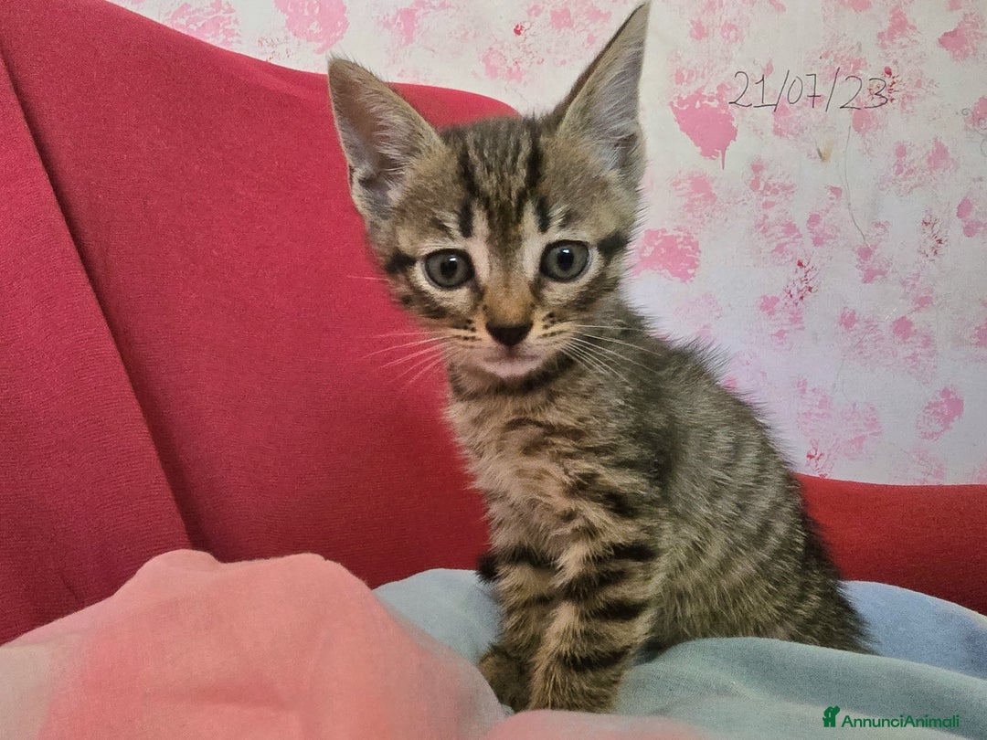 Altre razze gatti in regalo: URGENTE GATTINI CERCANO CASA a Provincia di Benevento - Immagine 7
