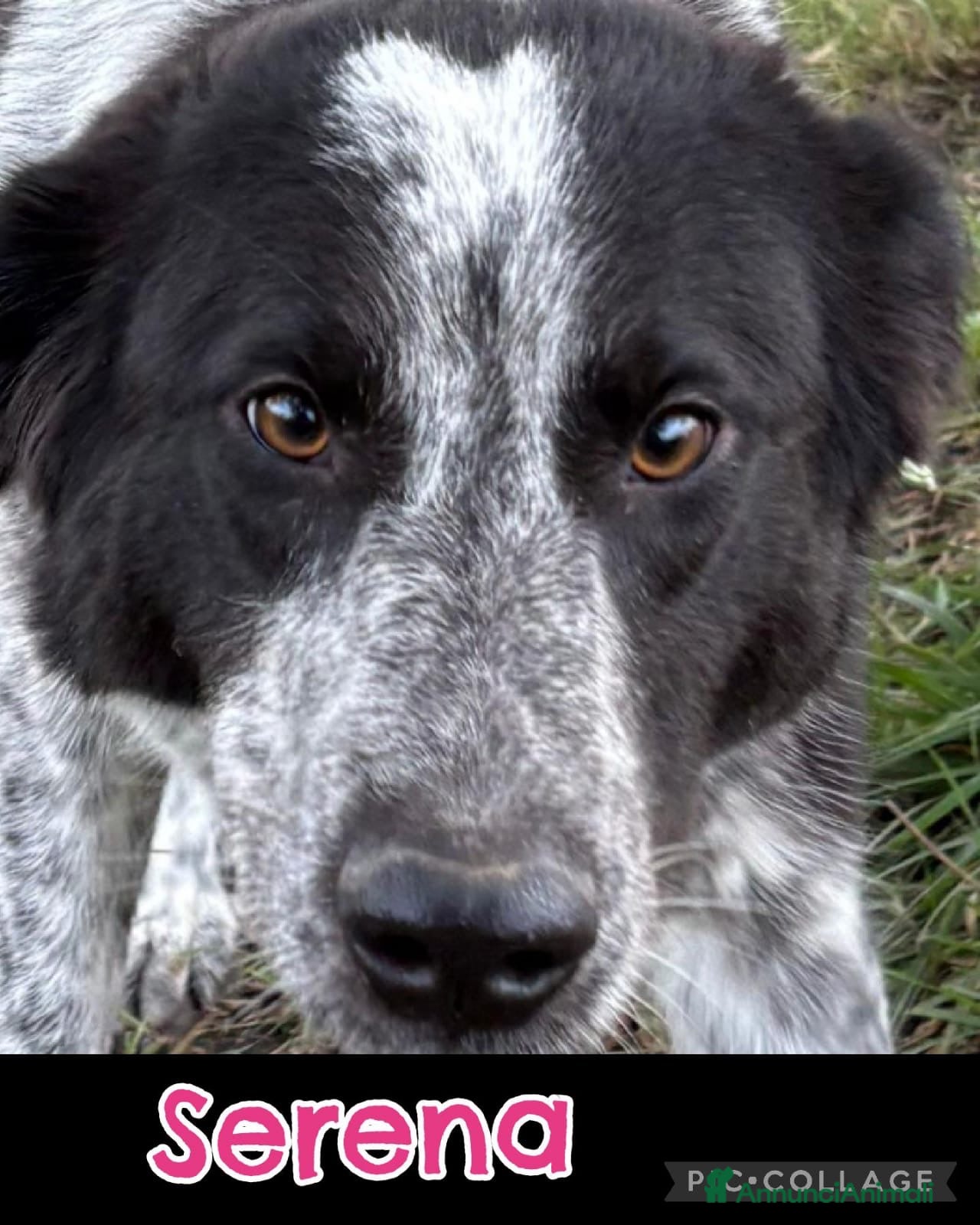 Meticcio cani SERENA 🩷-bellissima cucciola di 1 anno, cerca 🏡  - Annuncio 1