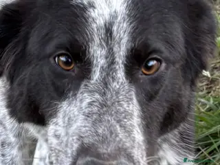 Meticcio cani SERENA 🩷-bellissima cucciola di 1 anno, cerca 🏡 - Annuncio 1