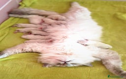 Siberiano gatti in vendita: Gattino Siberiano  a Provincia autonoma di Bolzano - Alto Adige - Immagine 4