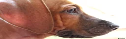 Rhodesian Ridgeback cani in vendita: Cuccioli Rhodesian Ridgeback con Pedigree ENCI - Annuncio 8
