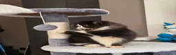 Persiano gatti in vendita: Gatti persiani  - Annuncio 6