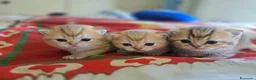 Scottish gatti in vendita: Cuccioli scottish fold disponibili - Annuncio 3
