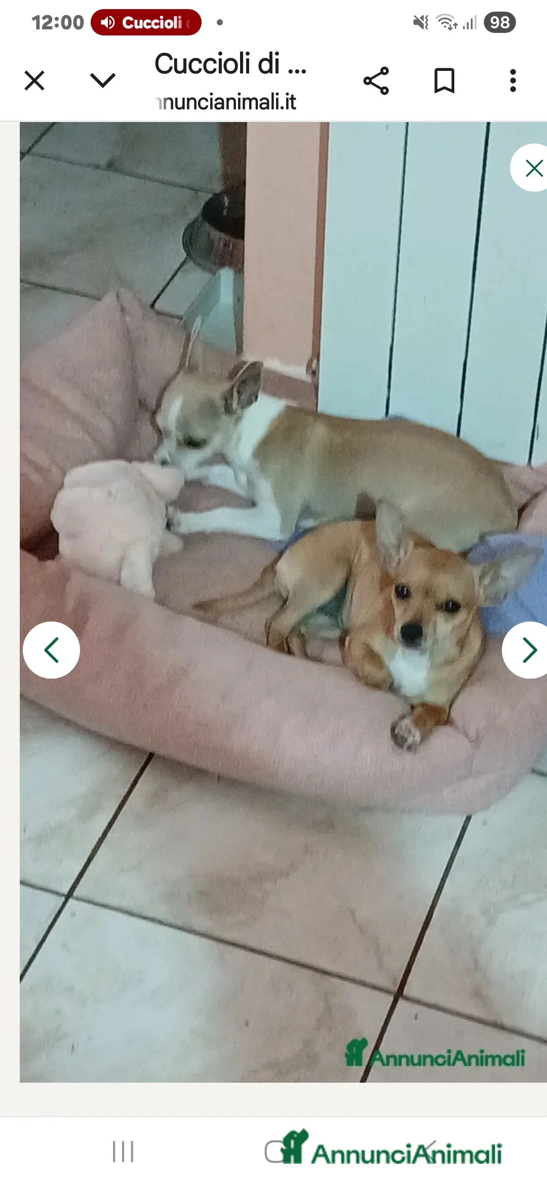 Chihuahua cani in vendita: Cuccioli di chihuahua - Annuncio 26