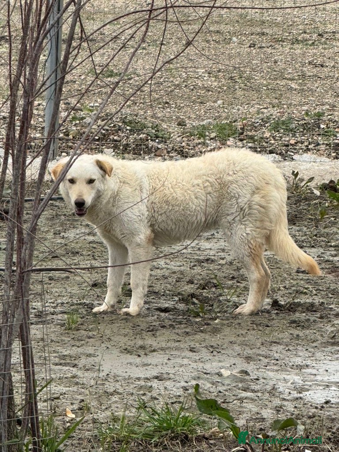 Meticcio cani in regalo: Micky: 1 anno, socievole ed equilibrata  - Annuncio 20