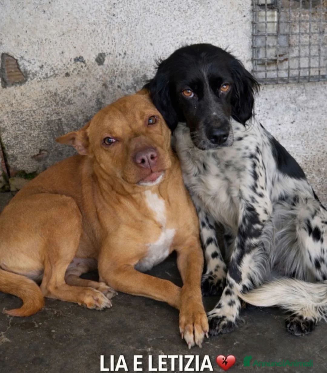 American Bully cani in regalo: ADOZ.DEL💔:non guardarle negli 👀: PIENI DI BOTTE! a Città Metropolitana di Torino - Annuncio 1