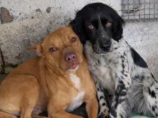 American Bully cani ADOZ.DEL💔:non guardarle negli 👀: PIENI DI BOTTE! - Annuncio 17