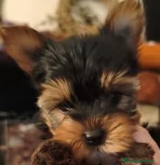 Yorkshire cani Cuccioli Yorkshire pedigree ENCI - Annuncio 3