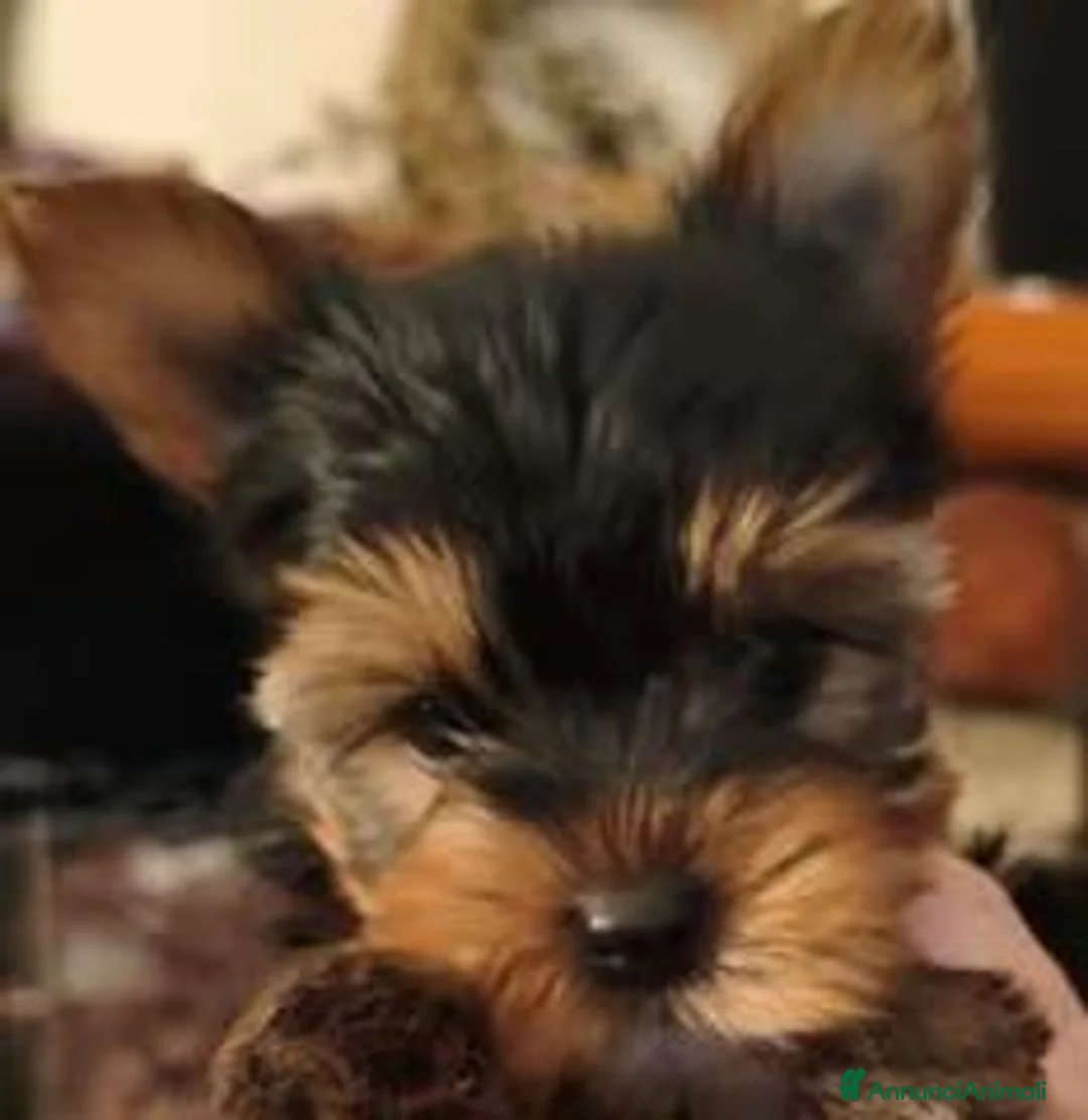 Yorkshire cani in vendita: Cuccioli Yorkshire pedigree ENCI - Annuncio 1
