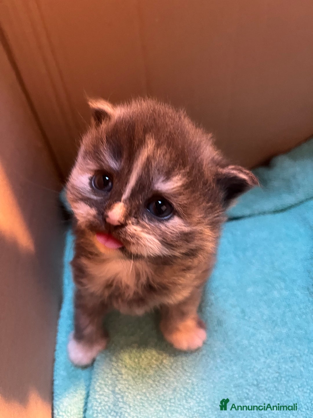 Siberiano gatti in vendita: Gattini siberiani  - Annuncio 4